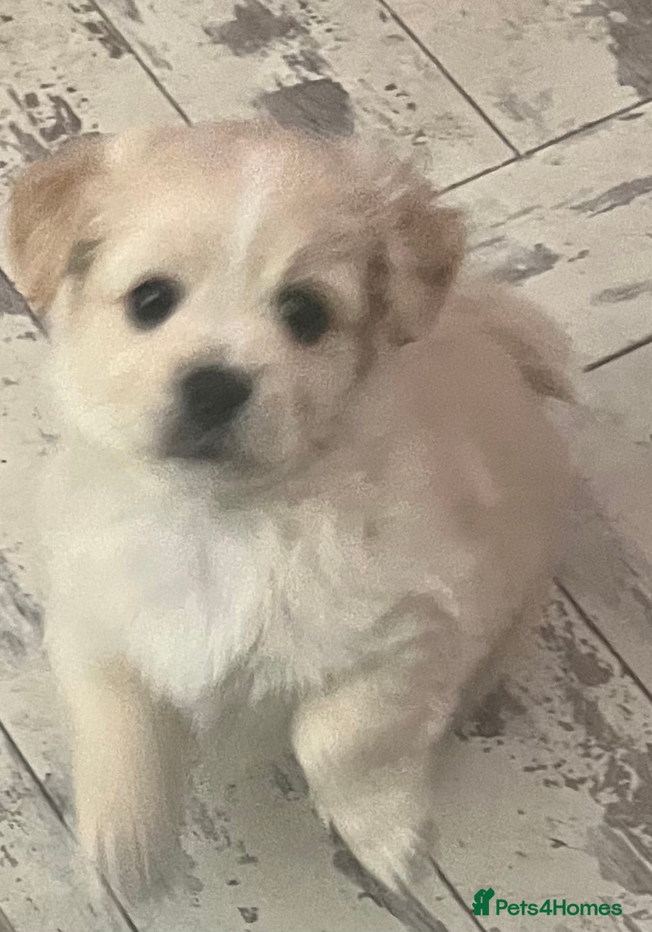 Mixed Breed dogs TINY LITTLE POMCHI X BABIES READY TO GO  - Advert 13