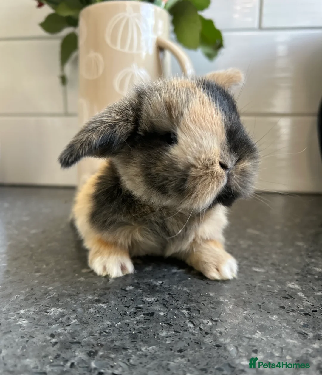 Mini Lop rabbits for sale: Two Mini Lop Boys - Ready 1st April - Advert 1