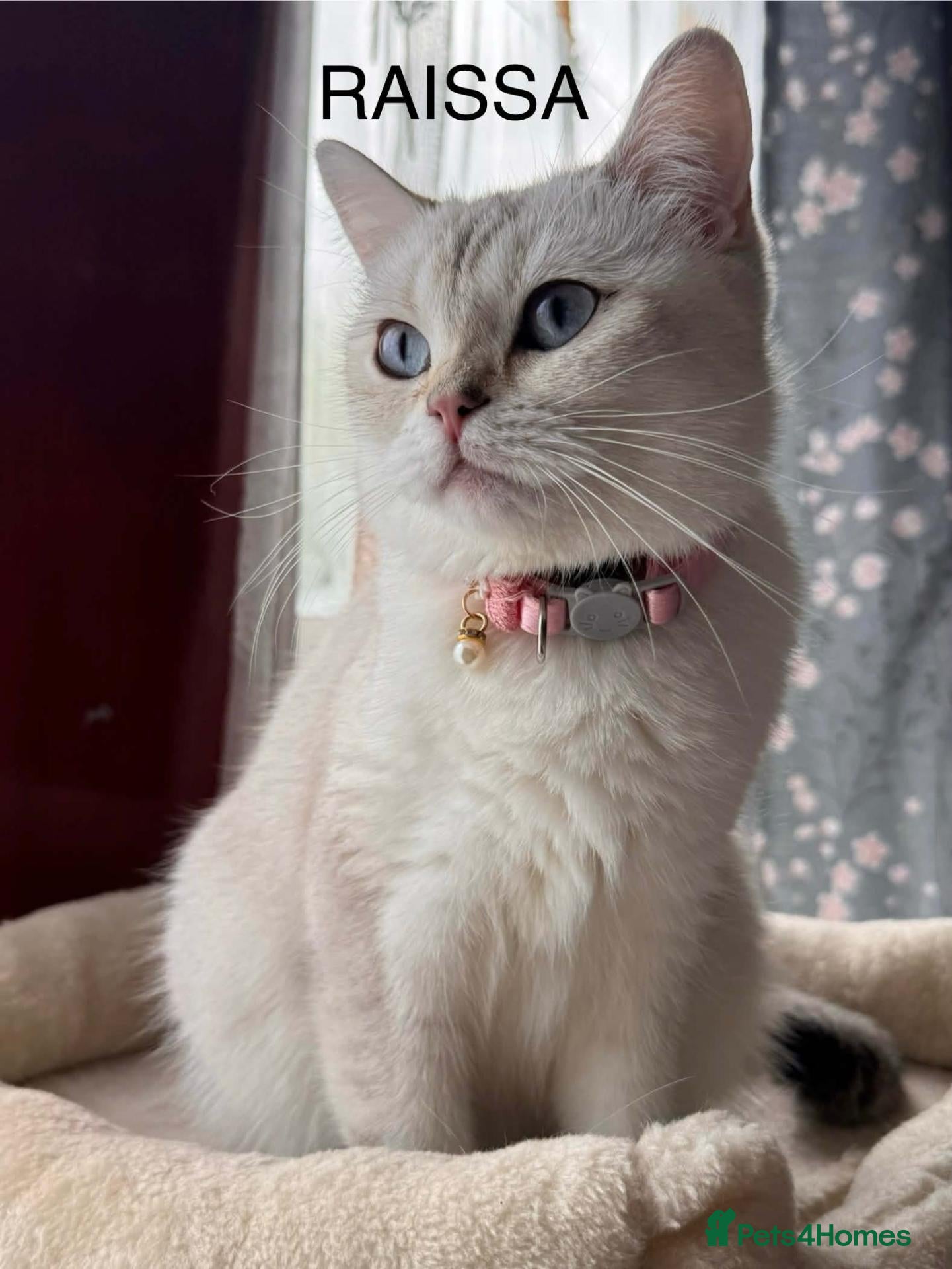 British Shorthair cats Silver tipped British Shorthair kittens - Advert 1