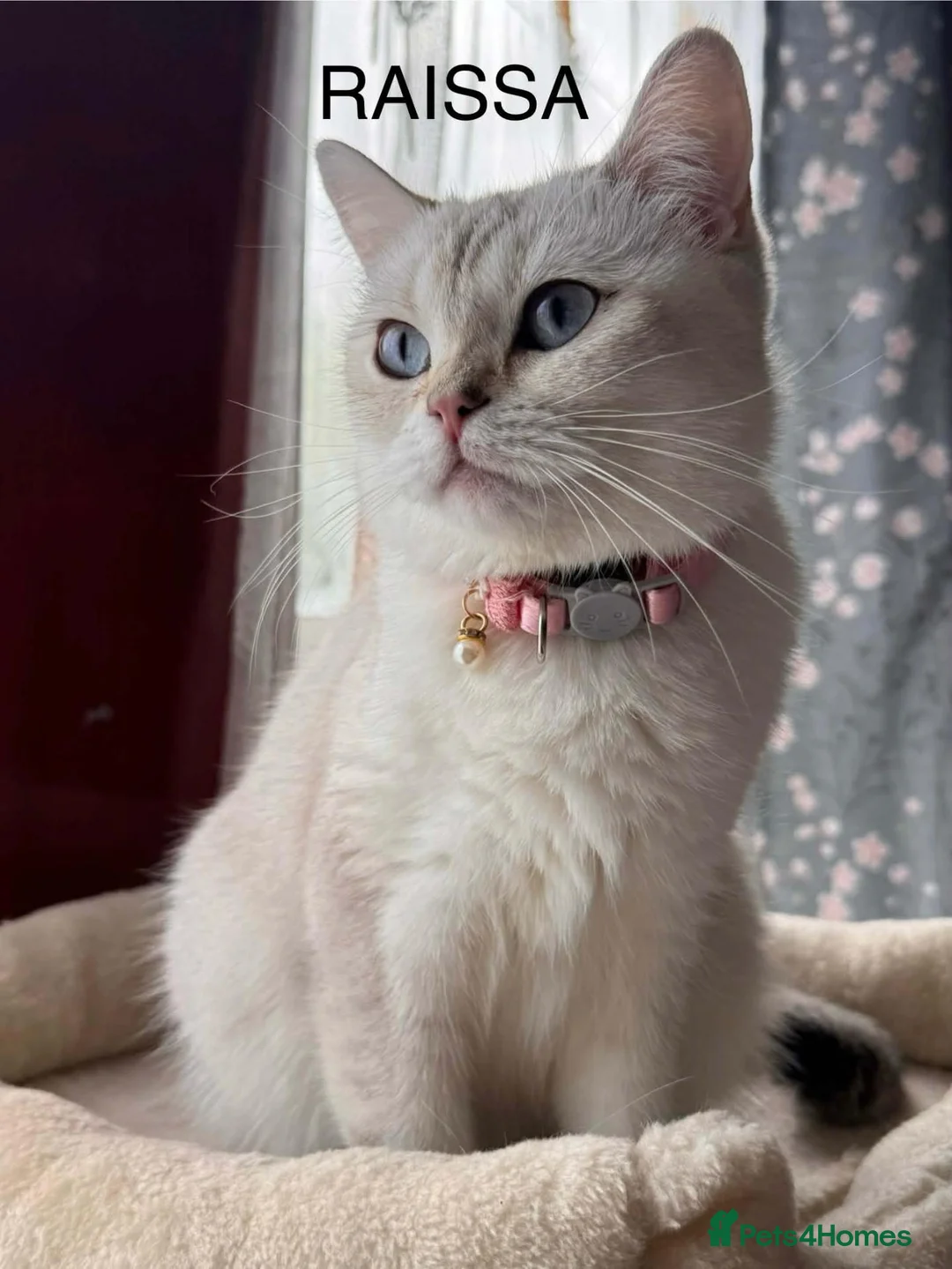 British Shorthair cats for sale: Silver tipped British Shorthair kittens - Advert 2