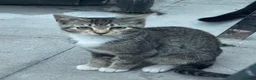 Mixed Breed cats for sale: KITTENS FOR SALE - Advert 8