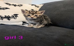 Mixed Breed cats for sale: Adorable kittens ready 12th October!! 🎃 - Image 1
