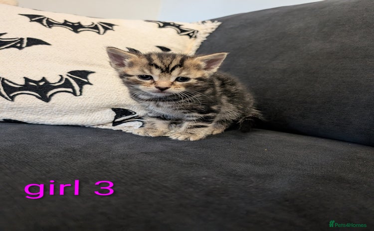Mixed Breed cats for sale - Advert 1