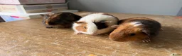 Guinea Pig rodents for sale: Stunning baby make guinea pigs  - Advert 5
