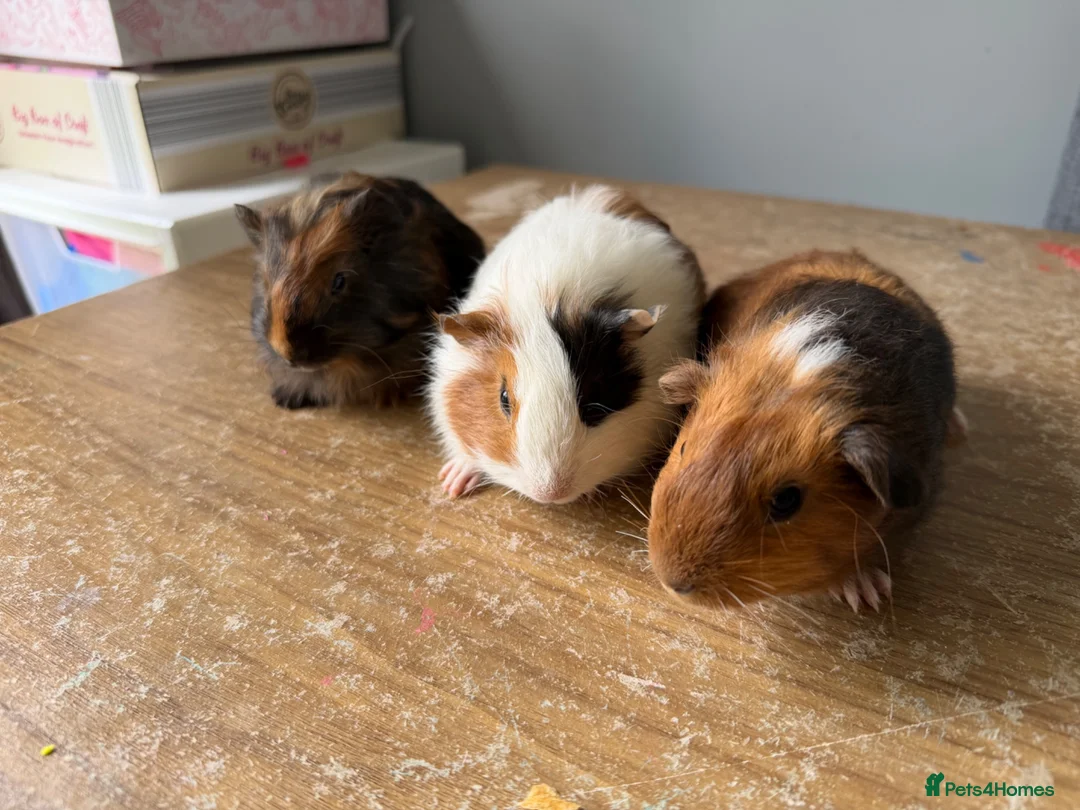 Guinea Pig rodents for sale: Stunning baby make guinea pigs  - Advert 5