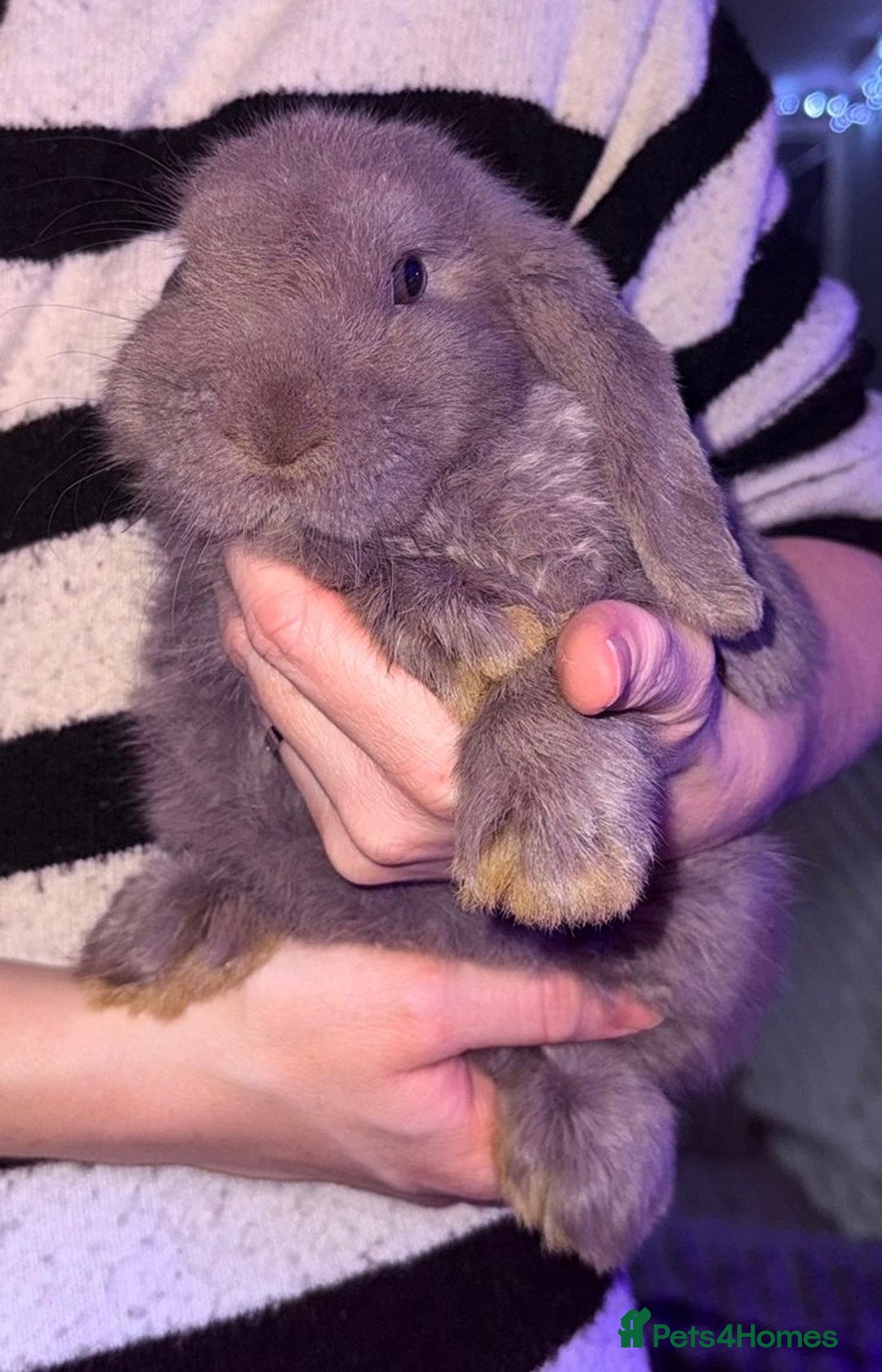 Mini Lop rabbits for sale: 🩷Beautiful Mini Lops🩷 ready now - Image 2