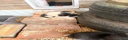 Mixed Breed cats for sale: Rescue Cat and her 3 adorable kittens need homes. - Advert 7