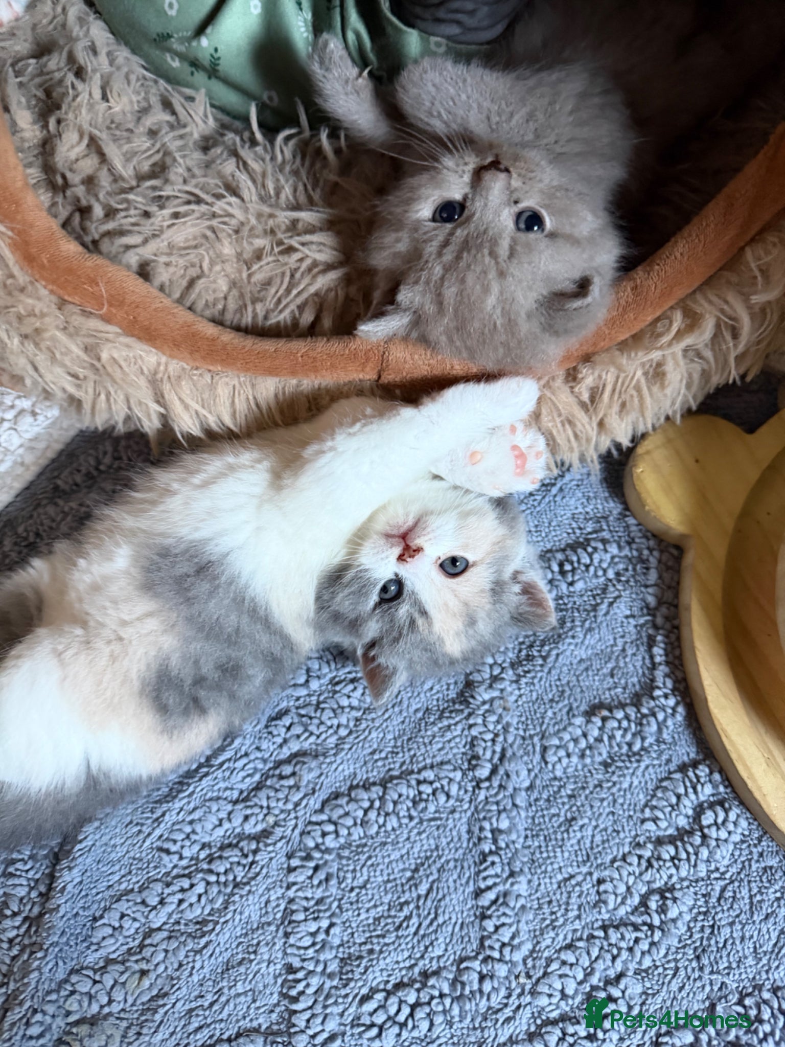 British Shorthair cats British shorthair kittens 2 calico girls left 😍 - Advert 17