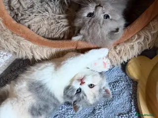 British Shorthair cats British shorthair kittens 2 calico girls left 😍 - Advert 17