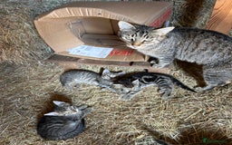Mixed Breed cats for sale: Kittens for sale, ready now. £100 - Image 3