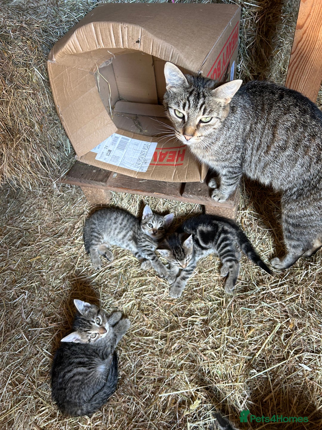 Mixed Breed cats for sale: Kittens for sale, ready now. £100 - Image 3
