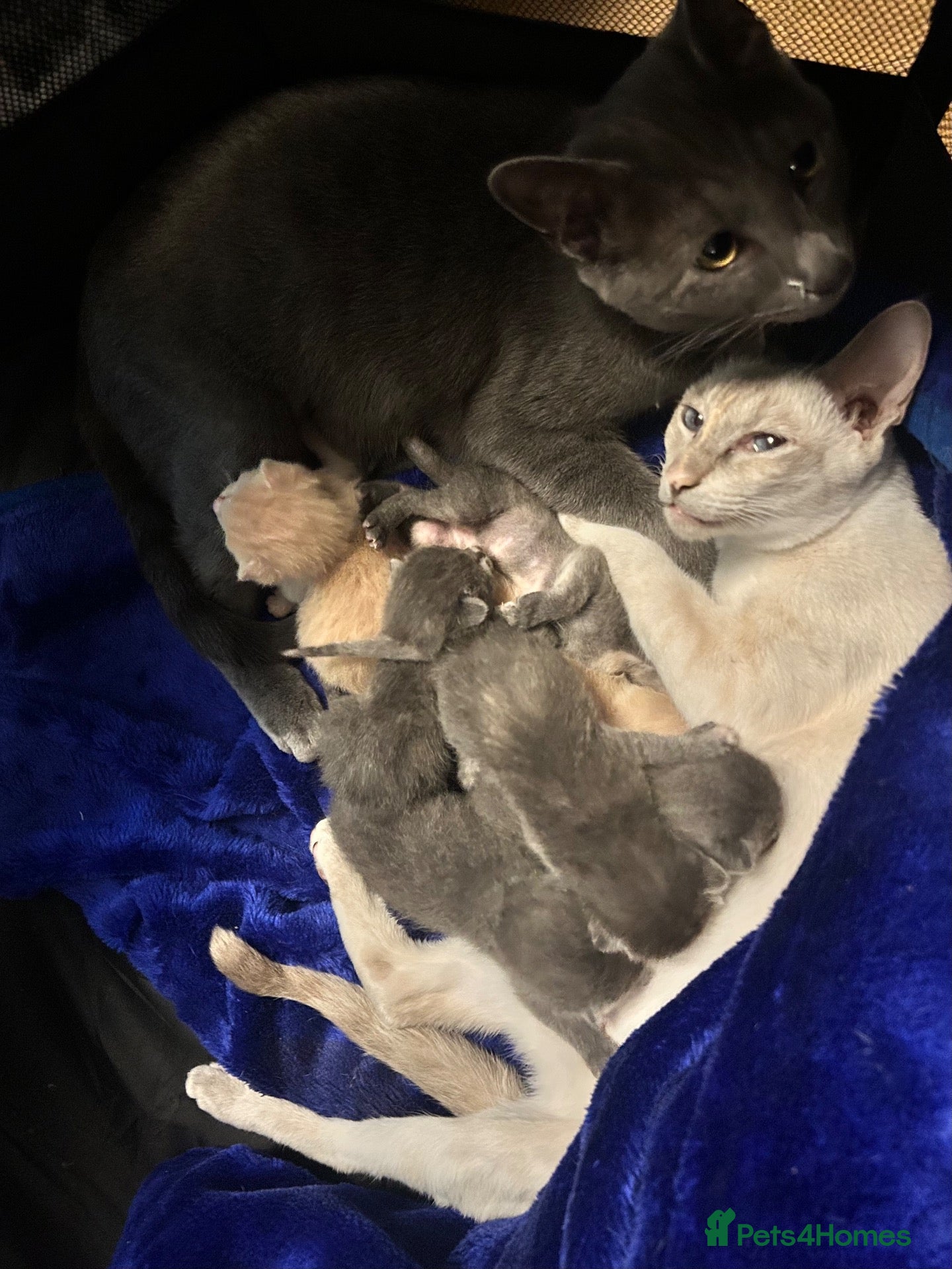 Siamese cats BSH X Lilac Point Siamese  - Advert 12