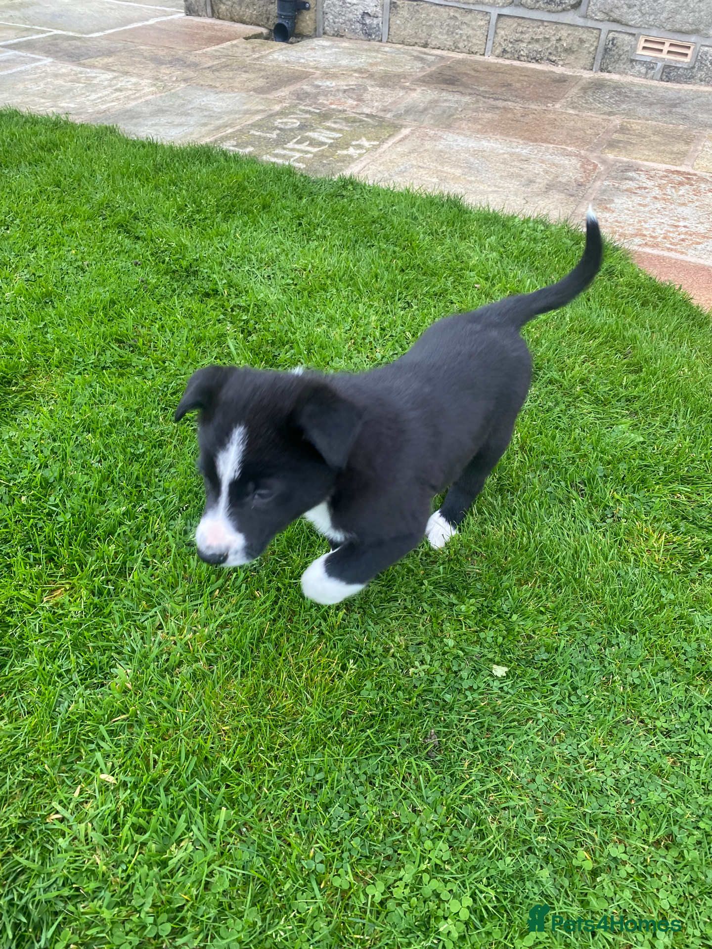 Mixed Breed dogs for sale: Beautiful Kelpie/Collie cross puppies - Advert 1