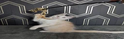 Maine Coon cats for sale: Ready soon beautiful Maine coon males  - Advert 31