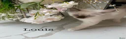 Ragdoll cats for sale: 3 LEFT!!! TICA REGISTERED RAGDOLL KITTENS  - Advert 24