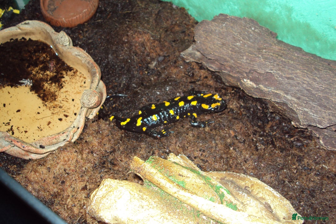 Newt reptiles for sale: Fire Salamander + tank + decor - Advert 4