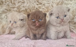 British Shorthair cats for sale: Tica registered British Shorthair kittens Champion - Image 7