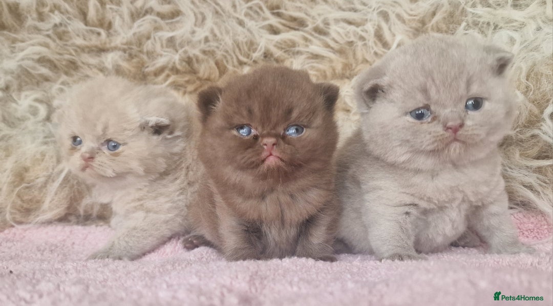 British Shorthair cats for sale: Tica registered British Shorthair kittens Champion - Image 7