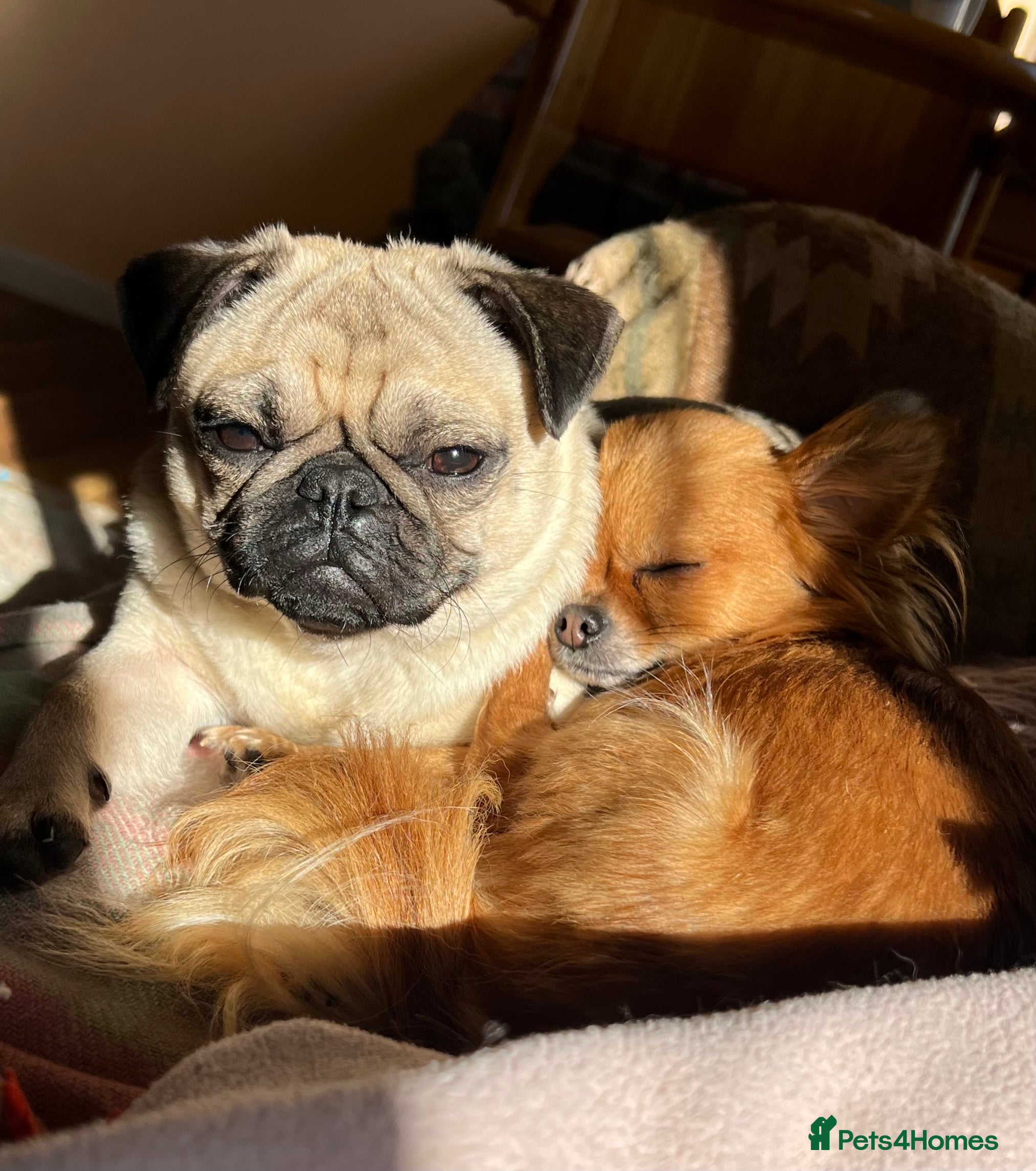 Pug dogs Lovely little pug looking for new home in Christchurch - Advert 2