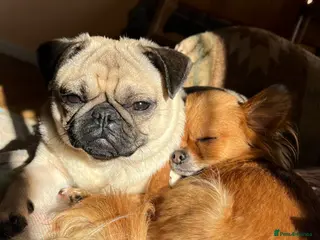 Pug dogs Lovely little pug looking for new home in Christchurch - Advert 2