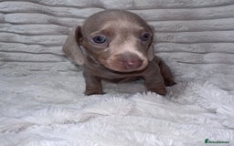 Miniature Dachshund dogs for sale: kc miniature dachshunds  - Image 9