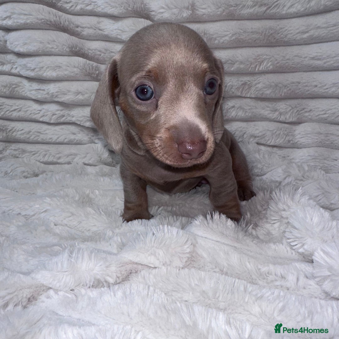 Miniature Dachshund dogs for sale: kc miniature dachshunds  - Image 9
