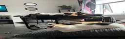 Domestic Shorthair cats for sale: Selling domestic kittens (calico kittens) in Livingston - Advert 3