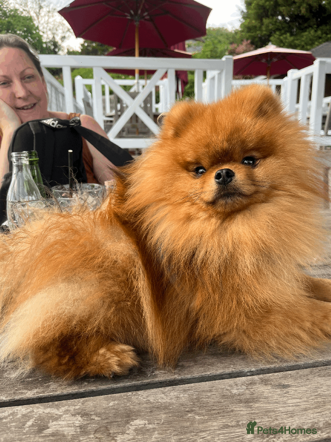 Pomeranian dogs for stud: 5 Gen Pedigree Pom ** ** boy for stud  - Image 7