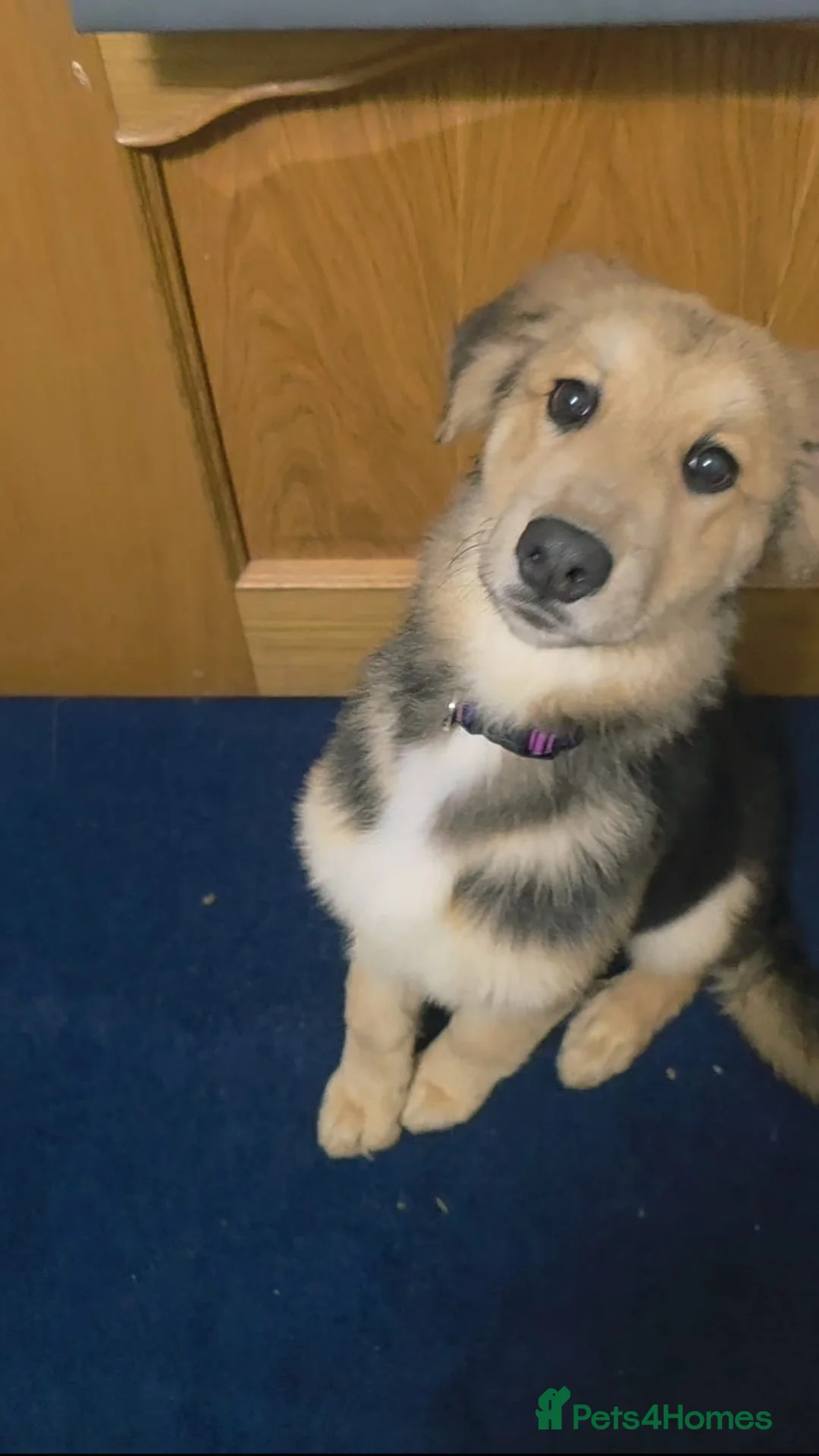 Mixed Breed dogs for sale: St Bernese X white swiss Shepard puppy - Advert 7