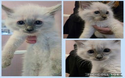 Ragdoll cats for sale: Purebred Ragdoll kittens, blue, seal, Lynx mitted - Image 2