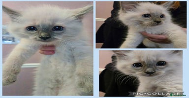 Ragdoll cats - Advert 11