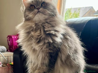 Persian cats - Advert 27