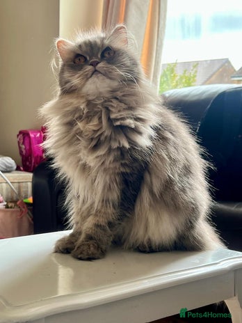 Persian cats - Advert 21