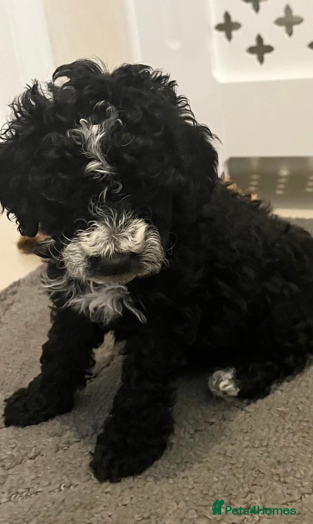 Cockapoo dogs for sale: Cockapoo F1B - Image 10