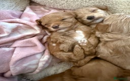 Maltipoo dogs for sale: Real life teddy bear f1 Maltipoos ❤️💥 - Image 12