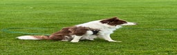 Border Collie dogs for stud: Kajtek Red-white border collie FOR STUD - Advert 10