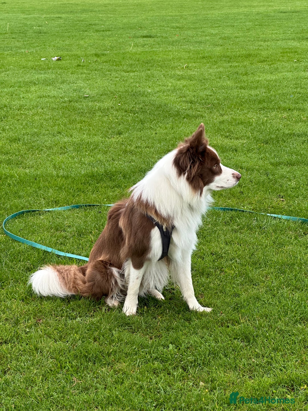 Border Collie dogs for stud: Kajtek Red-white border collie FOR STUD - Advert 10