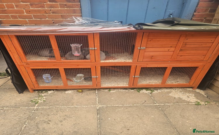 Mini Lop rabbits - Advert 3