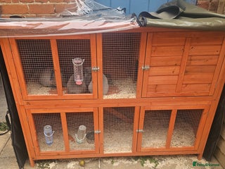 Mini Lop rabbits - Advert 36