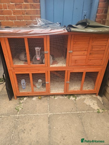 Mini Lop rabbits - Advert 16