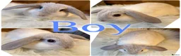 Mini Lop rabbits for sale: Beautiful Baby Mini Lop Rabbits Ready To Go 8wks - Advert 3