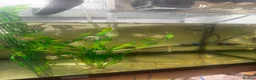 Angelfish fish for sale: Adults breeding pair and small babies for sale  - Advert 5