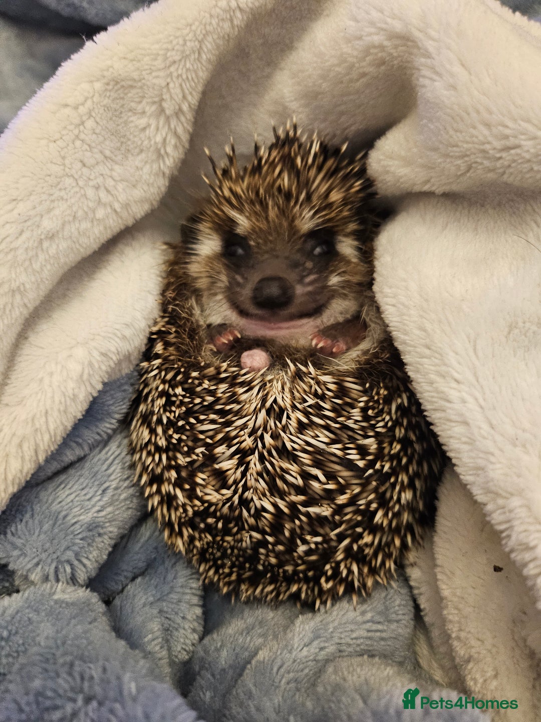 Pygmy Hedgehog rodents for sale: Chubby tame hedgehog with setup - Advert 1