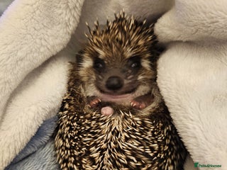 Pygmy Hedgehog rodents Chubby tame hedgehog - Advert 1