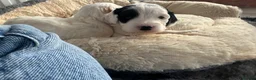 Cockapoo dogs for sale: 🐾Beautiful cockapoo puppies 🐾💙💗 - Advert 8