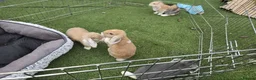 English Lop rabbits for sale: 9 week old lop rabbits  in Leicester - Advert 4