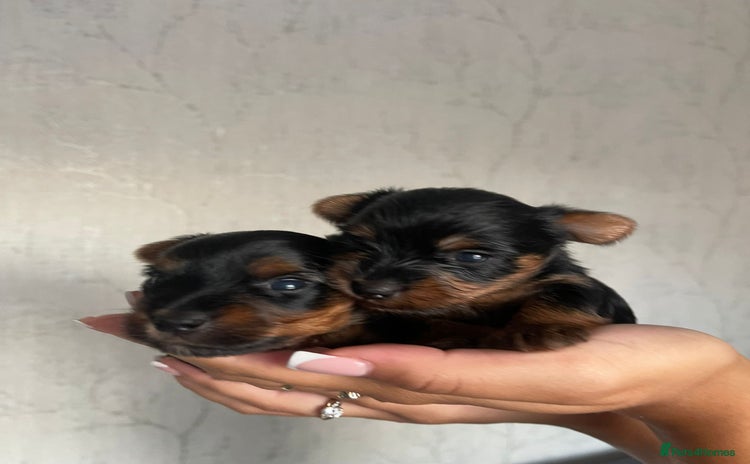 Yorkshire Terrier dogs - Advert 1