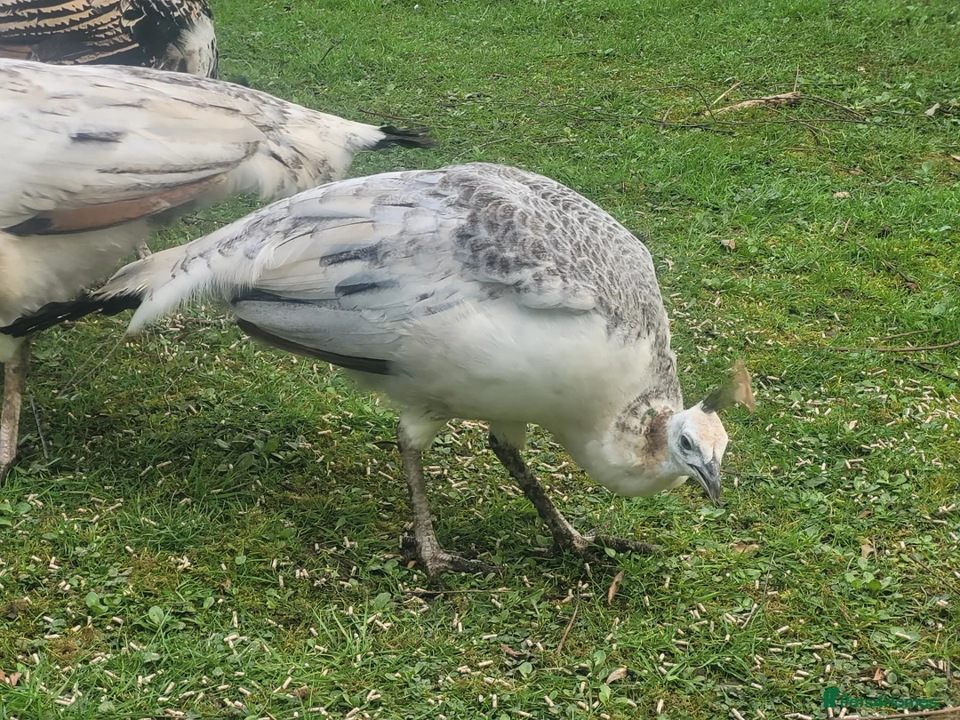 Peafowl poultry for sale: Mother and 5 Chicks in Bude - Advert 5