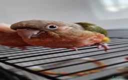 Conures birds for sale: Beautiful fully hand reared conure baby's  - Image 12