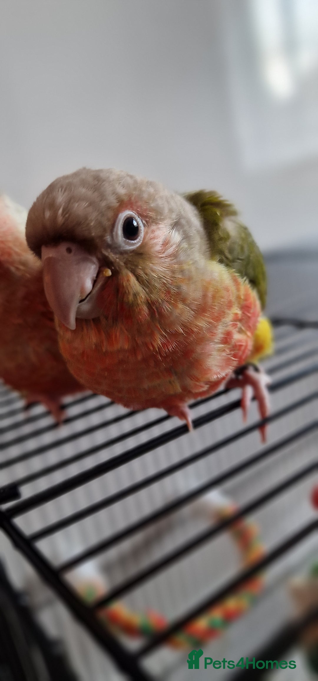 Conures birds for sale: Beautiful fully hand reared conure baby's  - Image 12